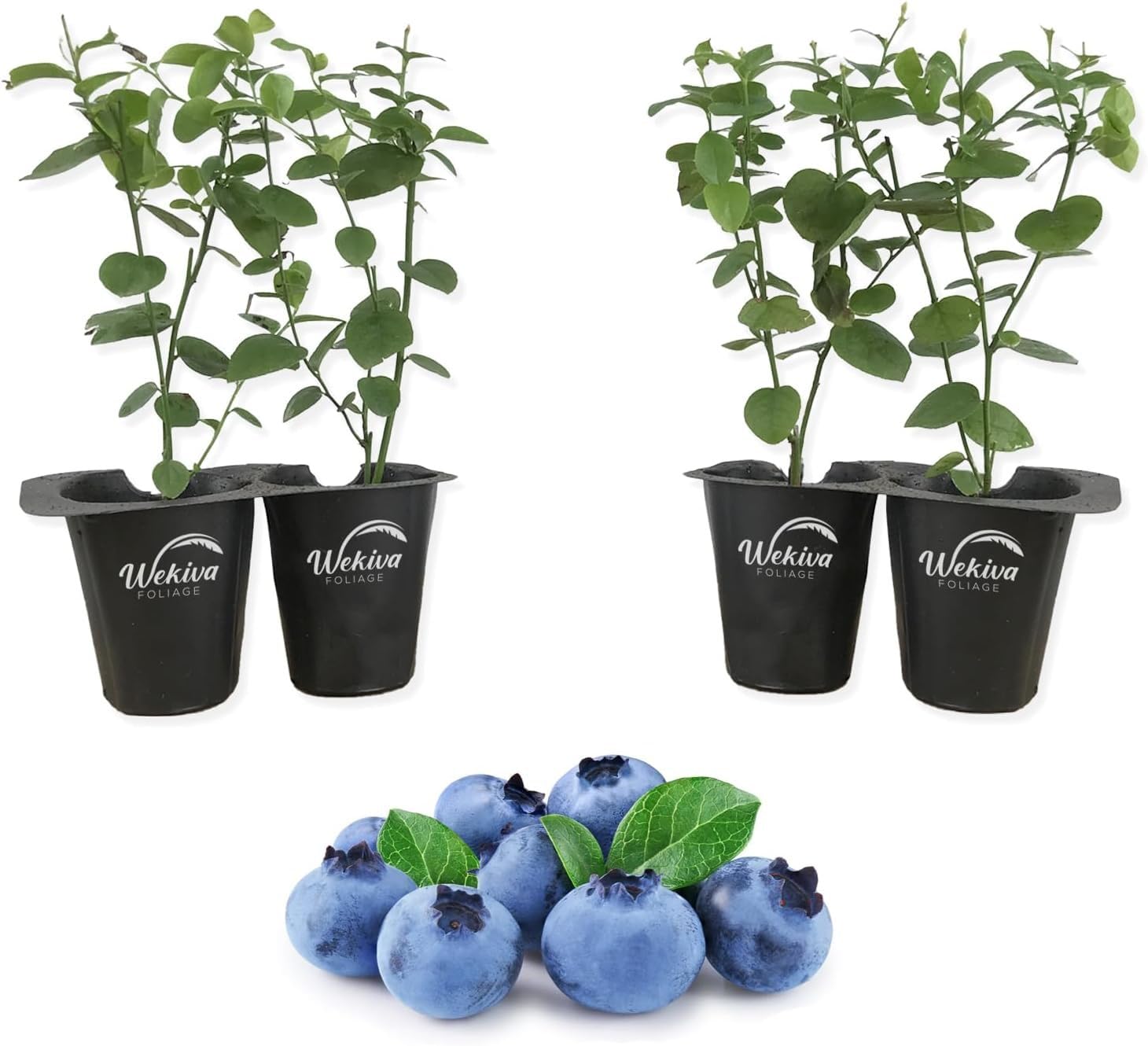 Wekiva Foliage Sharpe Blue Blueberry Plant 4 Pack