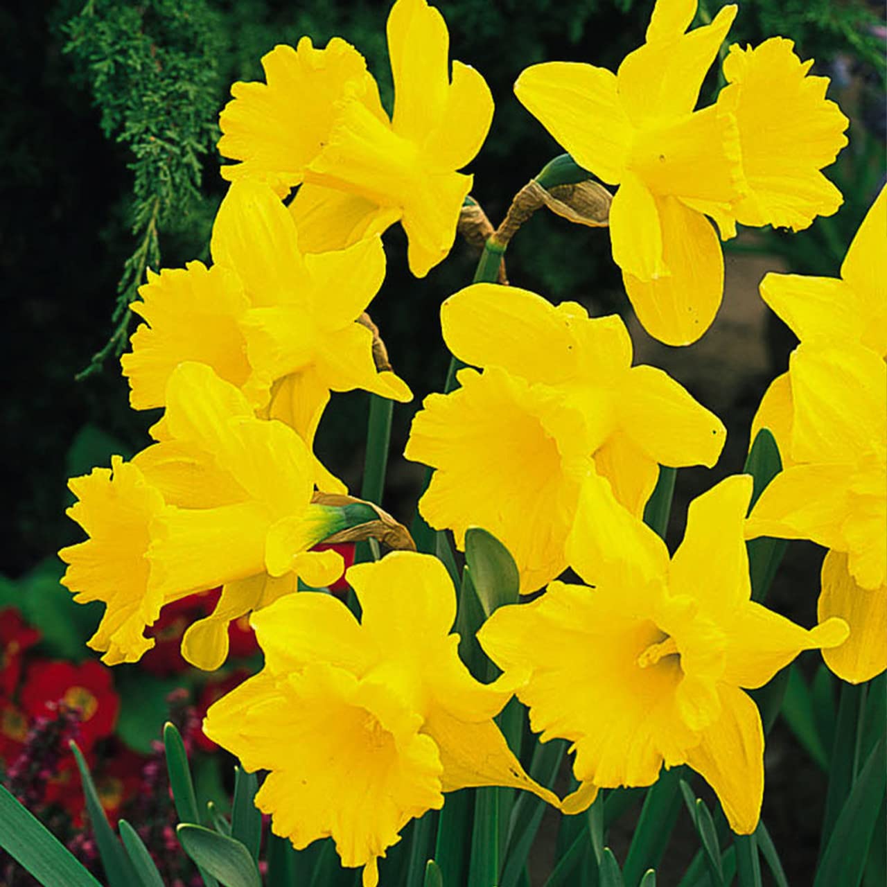 Plantogallery Daffodil Flower Bulbs For Home Garden (Standard Value 3pcs)-image-49