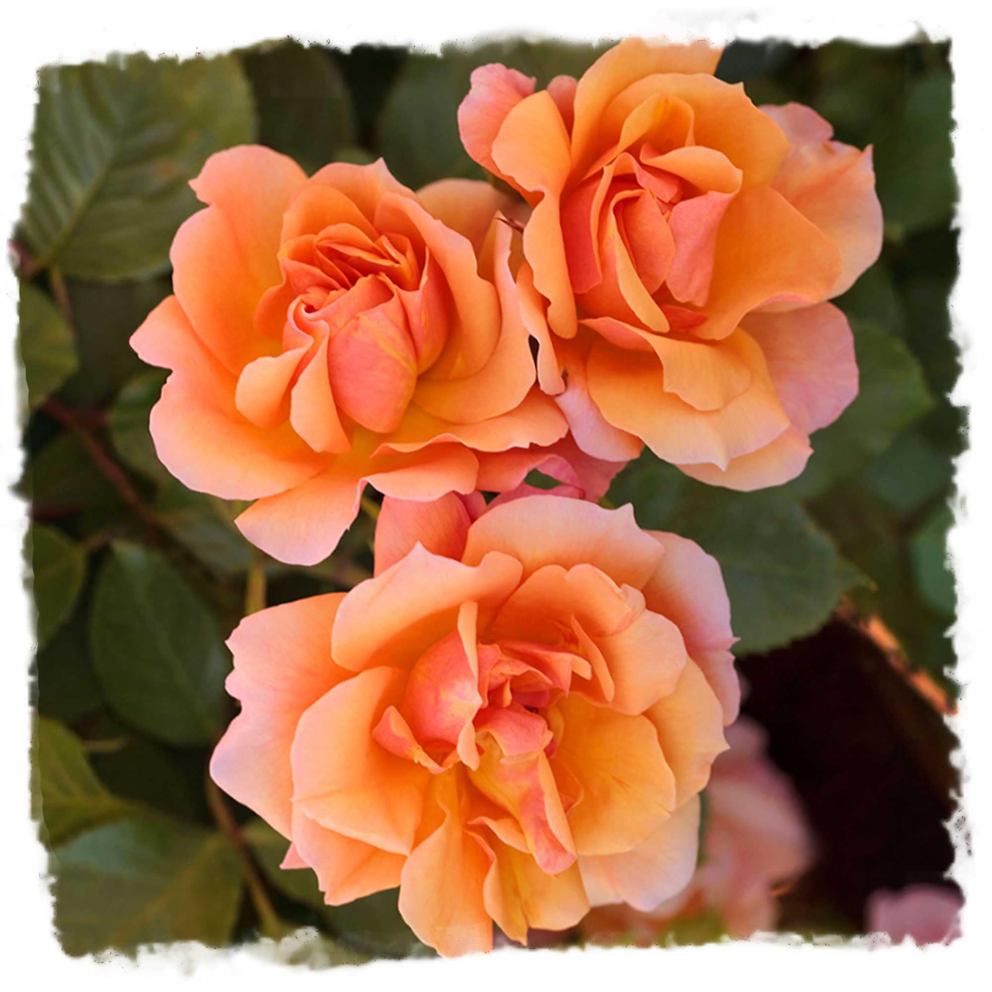 Tequila Rose