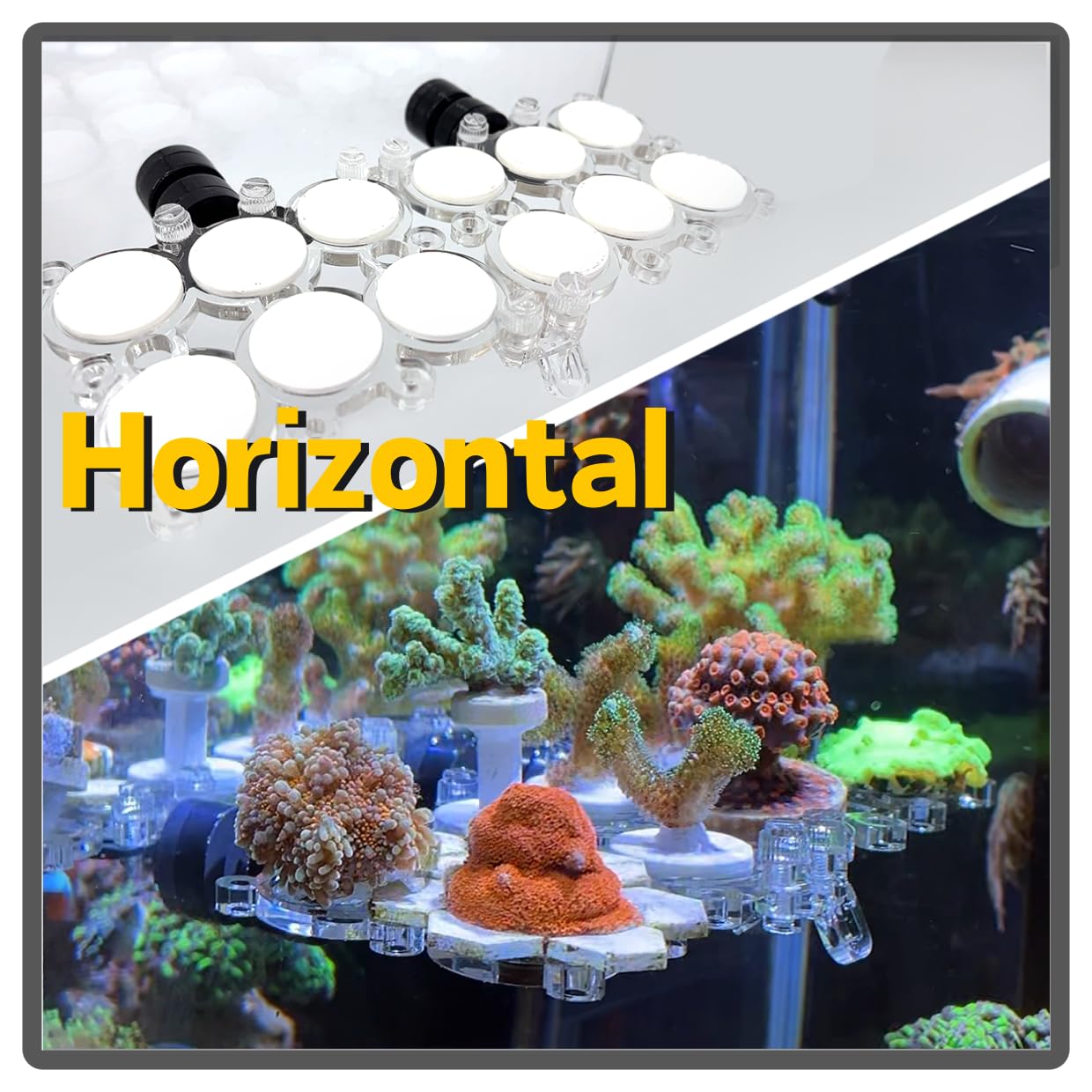 Korallenstecker-Halter für Aquarien, kein Acryl-Frag-Rack, Magnethalter, Riffmagnete (PC-Korallenhalter mit 12 Frag-Stecker), bis zu 1,5 cm Glas, N52, stark magnetisch