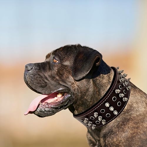 Miniatura 10 de BlazingPaws Sabrington - Collar de piel de lujo de 2.0in de ancho para perros grandes, cuero de brida gruesa en color cereza o marrón con acolchado