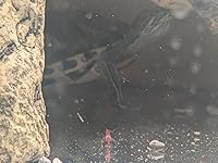 Review Image by Darian Rust