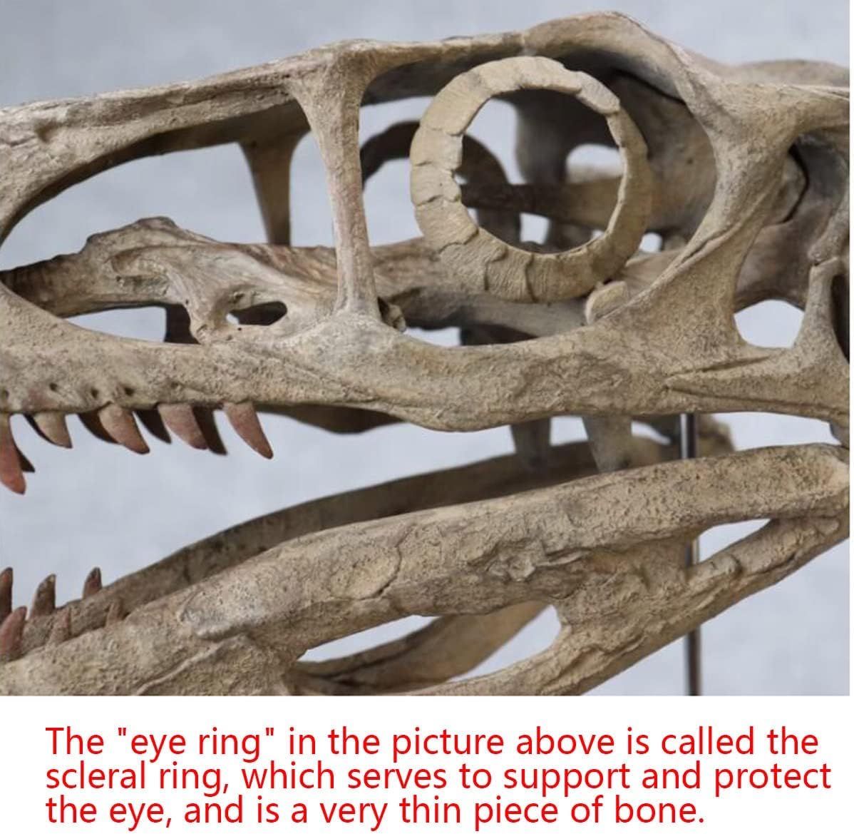 Amazon.co.jp: ヴェロキラプトルの頭蓋骨モデル - 樹脂化石、ラプトル