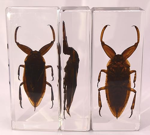 Miniatura 286 de Escarabajo de algodoncillo azul cobalto real de 1.732 in en espécimen de resina de lucita cristalina, insectos, insectos preservados, colección