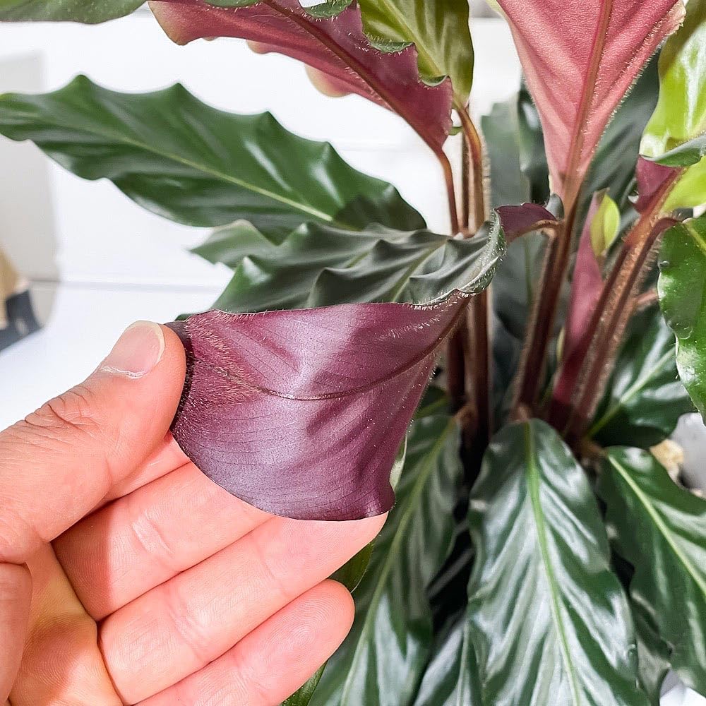 Amazon.co.jp: PLANCHU 観葉植物 カラテア ルフィバルバ 6号鉢 受け皿 Amazon.co.jp: PLANCHU 観葉植物 カラテア ルフィバルバ 6号鉢 受け皿