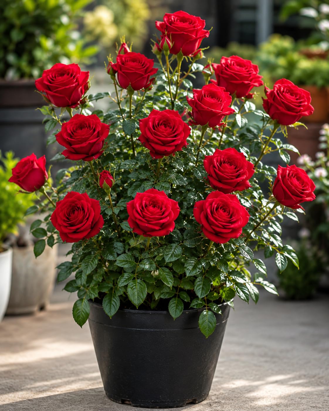 Kashmiri Rose Flower Seeds, Low Maintenance Plant Seeds, 50+ Seeds Pack (Red)-picture-16