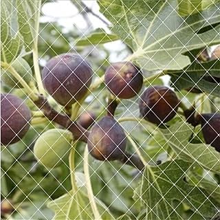 ONESORA ベランダ鳥よけネット 防鳥ネット 防鳥網 【幅2×長さ50m】 取り付けインシュロック付属 カラス避け 鳩避け 鳥避け 猫脱走防止 野良猫侵入防止 テグス糸網 透明ネット 頑丈 耐久性 ベランダ 庭 菜園 果樹園 農園 広範囲 使用可能