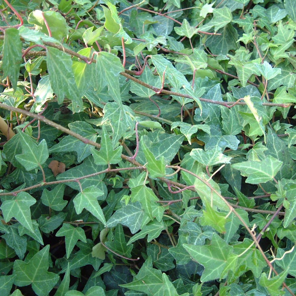 Hedera Helix 'Green Ripple' Ivy - Large-Leaved Evergreen Climber for Shady Walls | Glossy Dark Green Foliage with Winter Purple Tint | - 1x 1.7 Litre Potted Plants by Thompson & Morgan