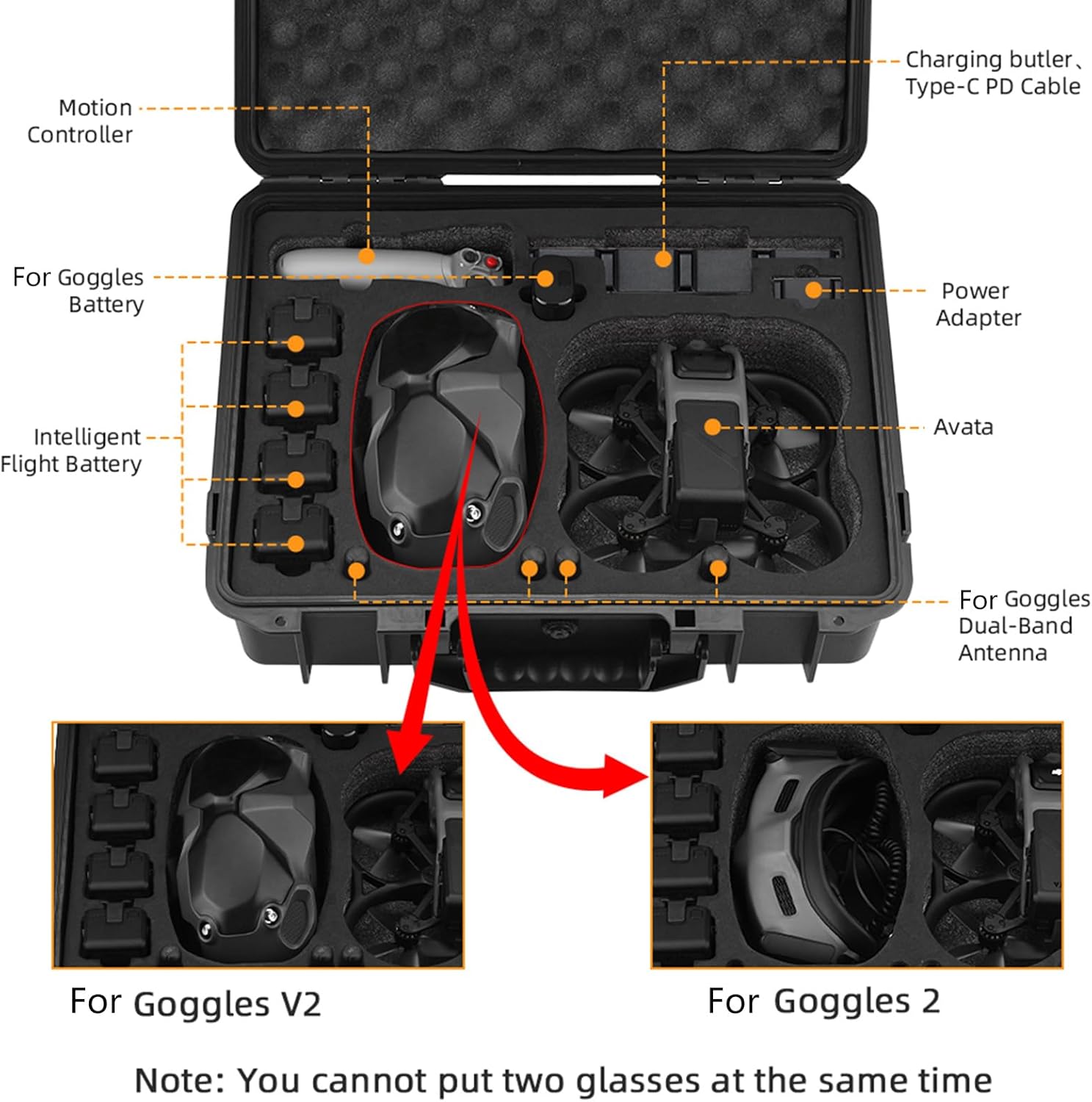 P.alcicorne 'Gorgon' ビカクシダ OC 03 【2024.3/16〜】板付
