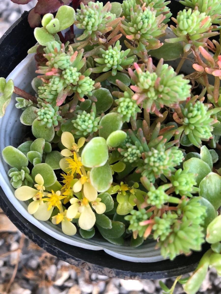 Sold Out セダム カット苗 寄植え セダム、多肉カット苗 寄植え 多肉弁当 多肉植物 小さな庭の管理