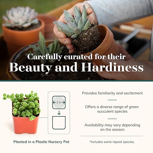 Miniatura 3 de Compre la suculenta y verde colección de suculentas., paquete de de 12