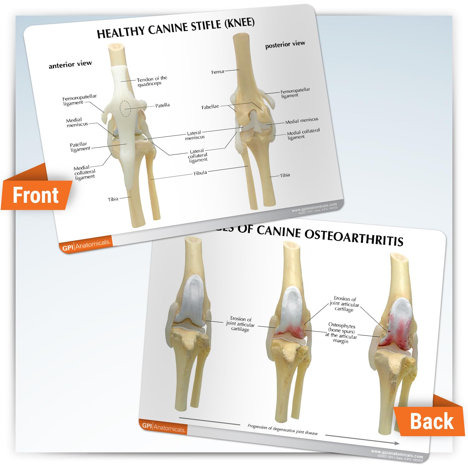 GPI Anatomicals - 4-Stage Canine Knee Model Set, Degenerative Joint Disease Models for Canine Anatomy and Physiology Education, Anatomy Model for Veterinarian’s Offices, Medical Learning Resources