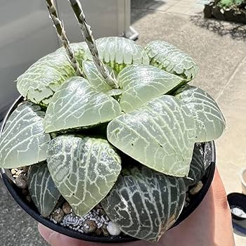 多肉植物 ハオルチア 裏般若交配種 ☆特価☆多肉植物：ハオルチア 本間裏窓（美窓ムチカ交配種）×裏