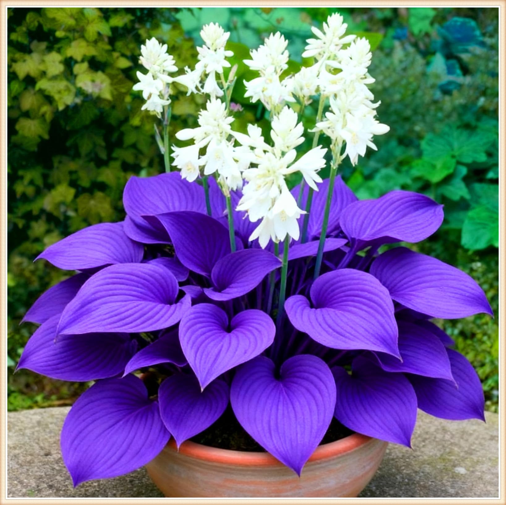 Hosta pour zones ombragées : créez un coin de fraîcheur naturelle avec 10 oignons