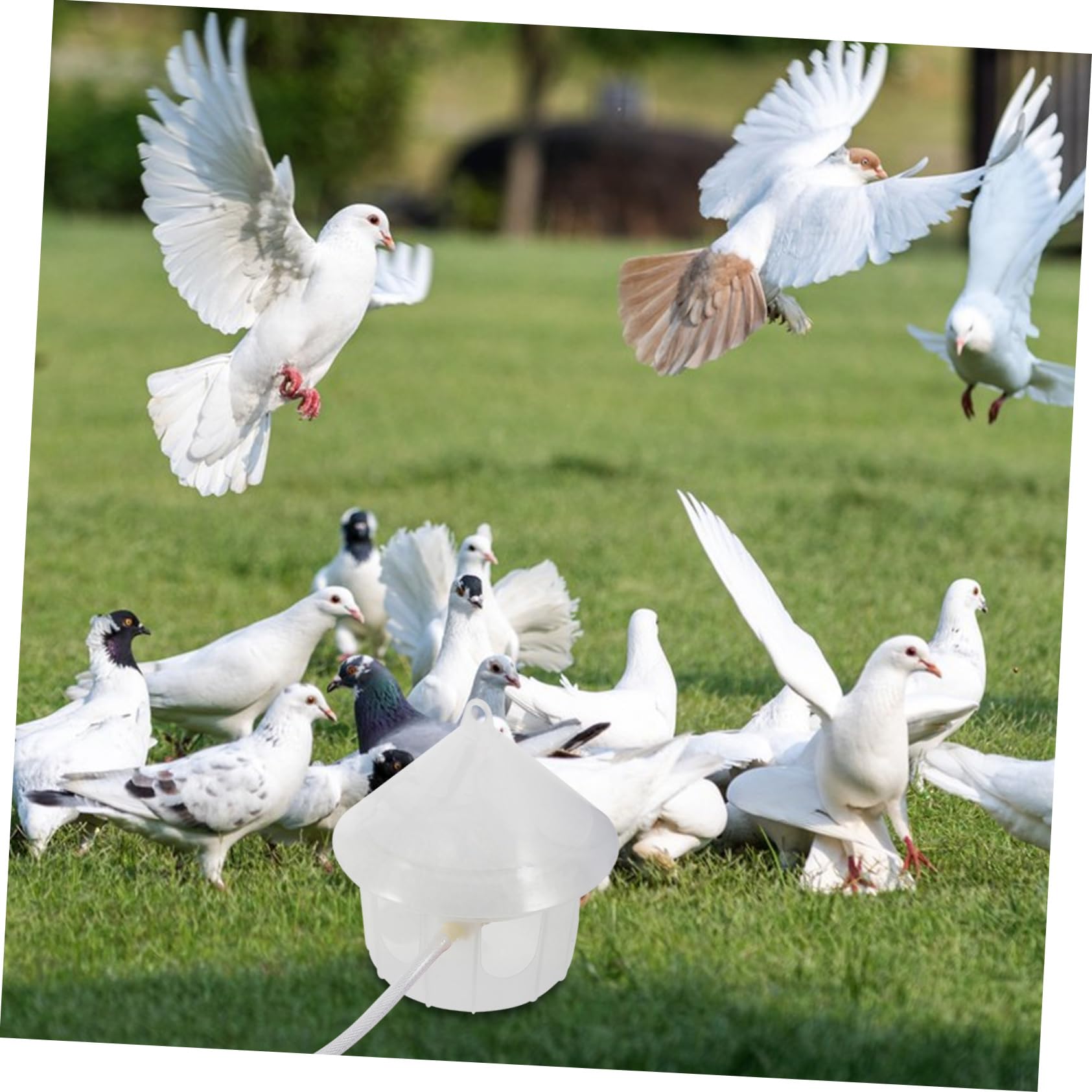 HANABASS Bebedero para Palomas Dispensador Automático De Agua Comedero De Plástico para Pájaros para Uso Jaulas y Exteriores Recipiente para Aves