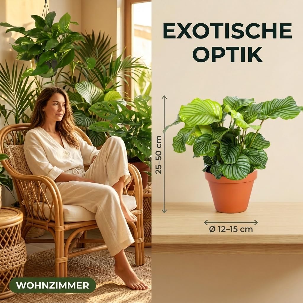 “Exotica” Pflanzenset | 6er-Set | Monstera, Musa, Calathea, Adansonii, Efeutute, Sansevieria | ca. 25-50 cm | Ø 12-15 cm Topf | Exotische Zimmerpflanzen für Wohnung und Büro