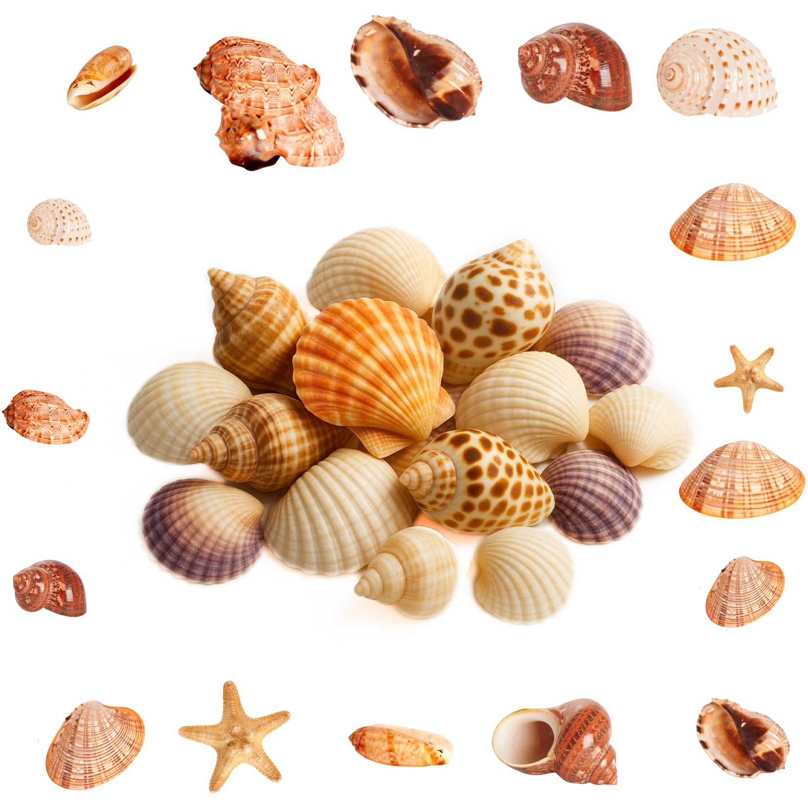 500g Conchiglie Decorative, Conchiglie Marine Naturali da 2-8 cm, Conchiglia per Decorazioni Mare Oceano Artigianato fai da te Acquari Feste a Tema Spiaggia Matrimoniali DIY