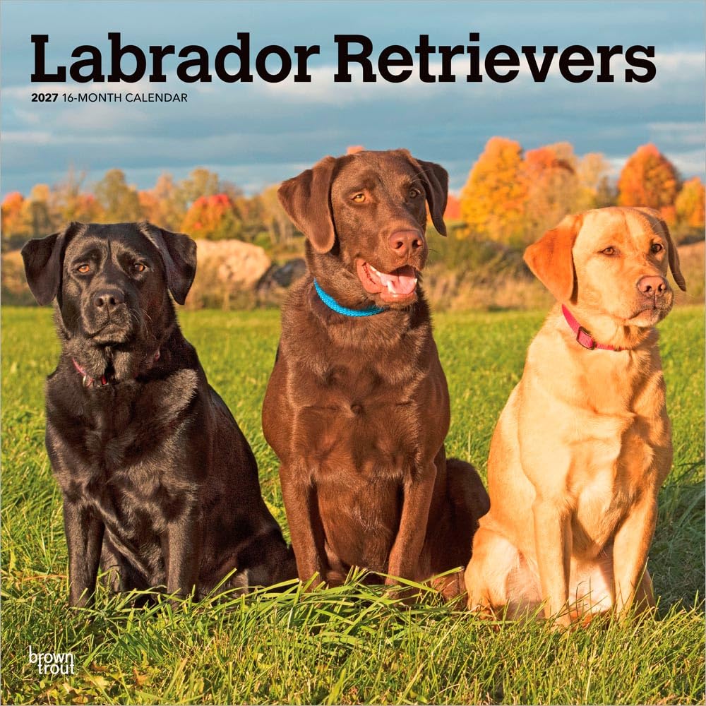 Labrador Retrievers 2027 12 X 24 Inch (Hanging) Monthly Square Wall Calendar Plastic-Free: Original BrownTrout-Kalender [Mehrsprachig] [Kalender]