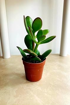 Para Çiçeği 15 20 Mini Cm Crassula Ovata Para Ağacı