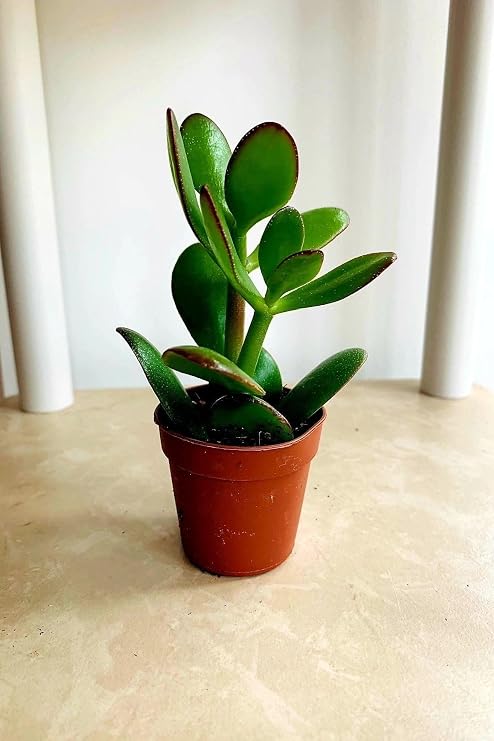 Para Çiçeği 15 20 Mini Cm Crassula Ovata Para Ağacı
