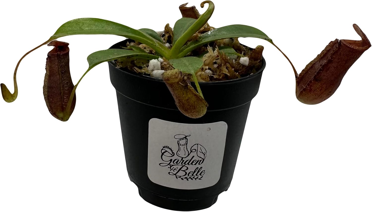 Set of 2 Nepenthes (Briggsiana and Rebecca Soper) Carnivorous Pitcher Plants in 2 inch Pot
