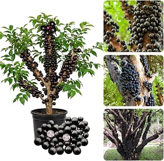 Ready for Harvest 2-3 Ft Black Jaboticaba Tree Live Plant for Planting, 1 Gallon Pot Black Jabuticaba Tree Plant, Live Brazilian Grapetree