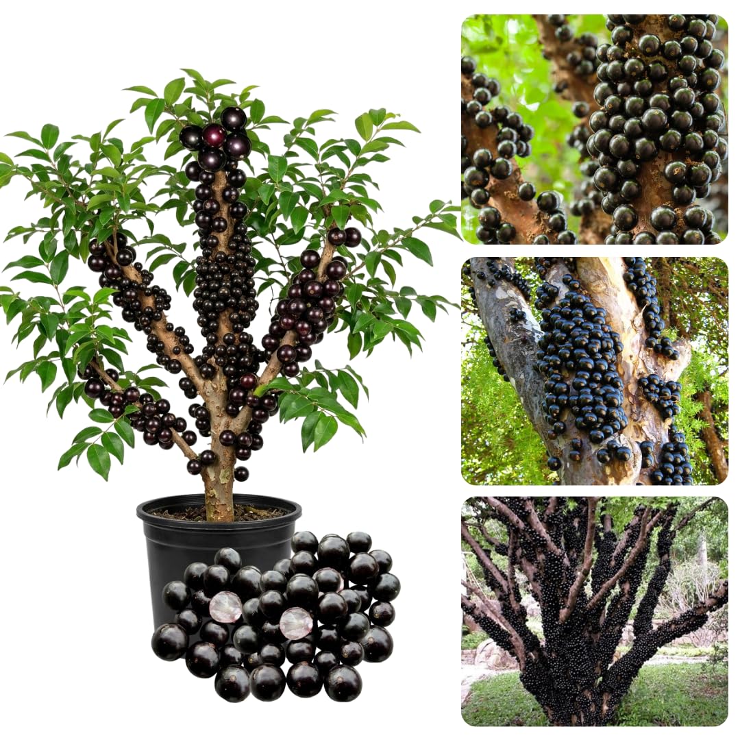 Amazon.com : Ready for Harvest 2-3 Ft Black Jaboticaba Tree Live Plant for  Planting, 1 Gallon Pot Black Jabuticaba Tree Plant, Live Brazilian  Grapetree : Patio, Lawn & Garden