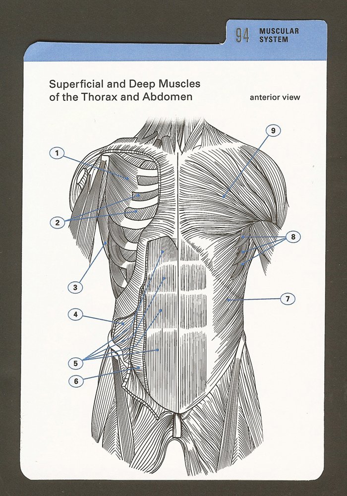 Anatomy Color-in Flash Cards: Ultimate 2-in-1 Learning Tool - Image 4