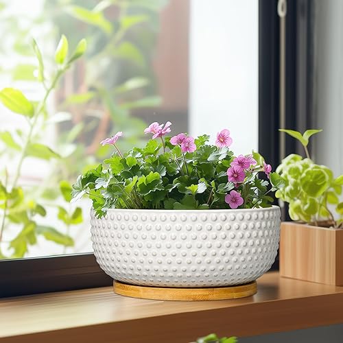 Miniatura 4 de Macetas para suculentas de 8 pulgadas, macetas de cerámica para bonsái para plantas de interior, maceta con orificio de drenaje y platillo, maceta