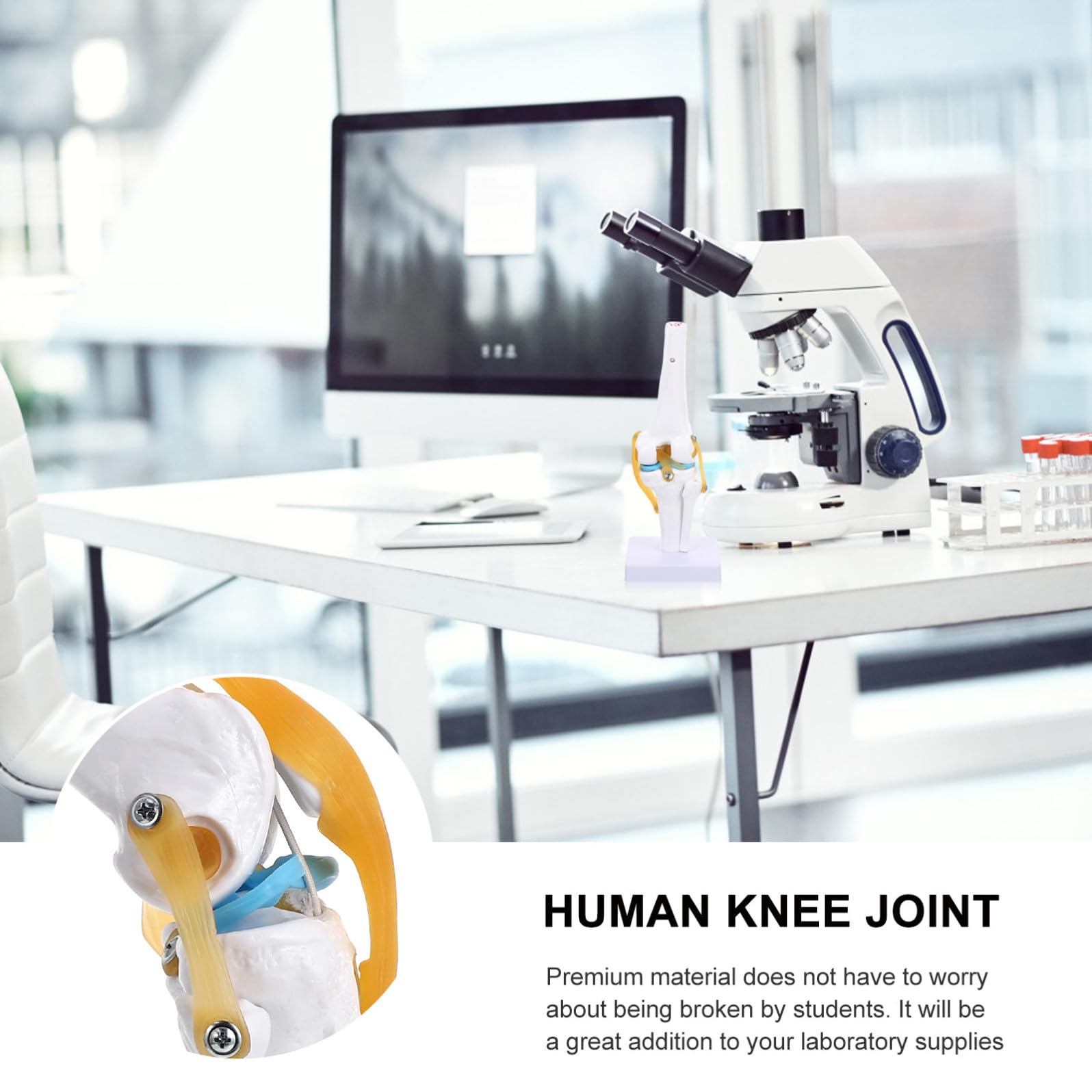 CLISPEED Modello di Ginocchio Umano 1:1 in Pvc Leggero Rotazione di Anteversione per Insegnamento Medico e Forniture di Laboratorio per Studenti