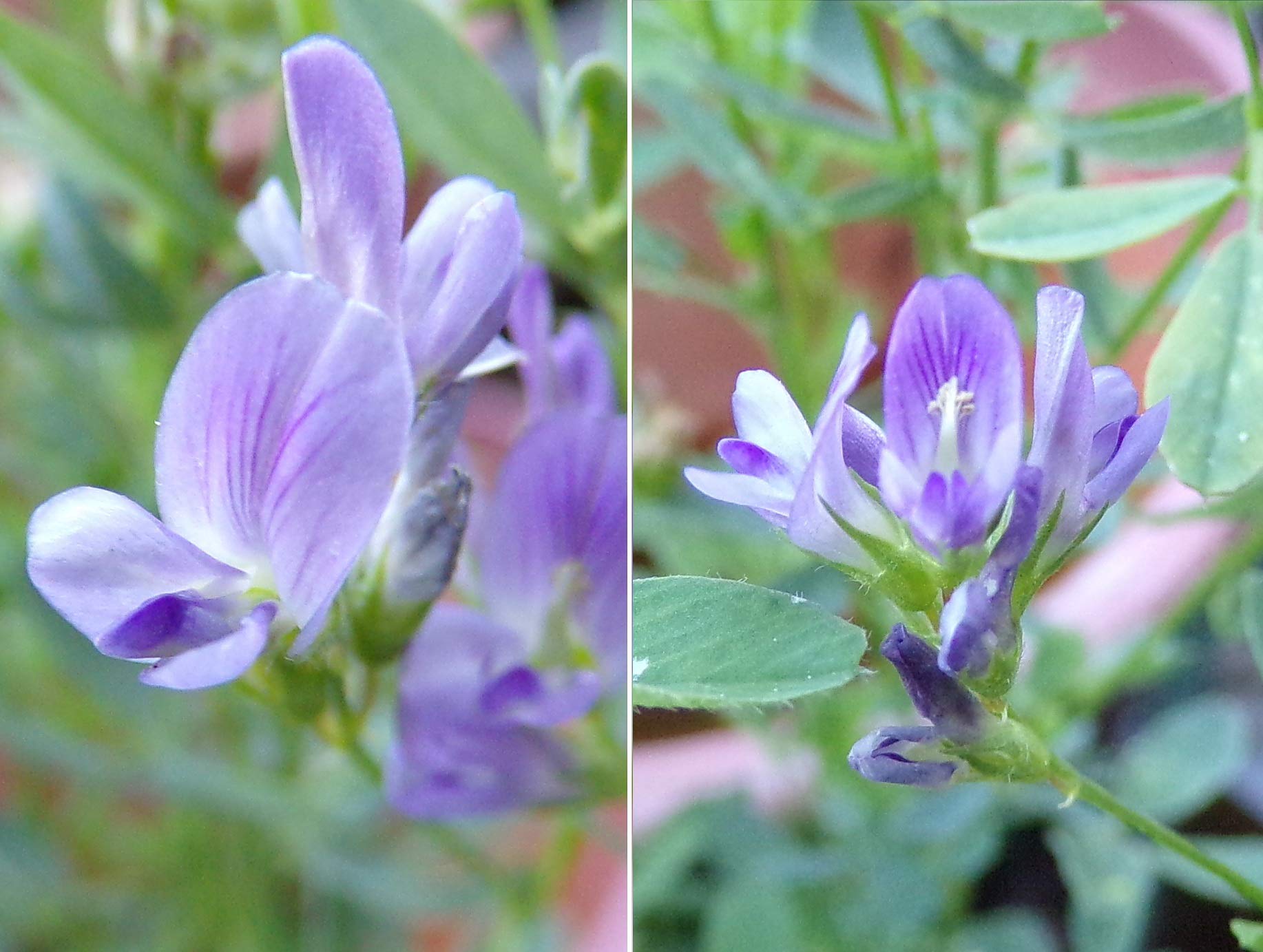 ab wann bambus düngen Bambus Dünger Flora Boost für gesunde und prächtige Bambuspflanzen