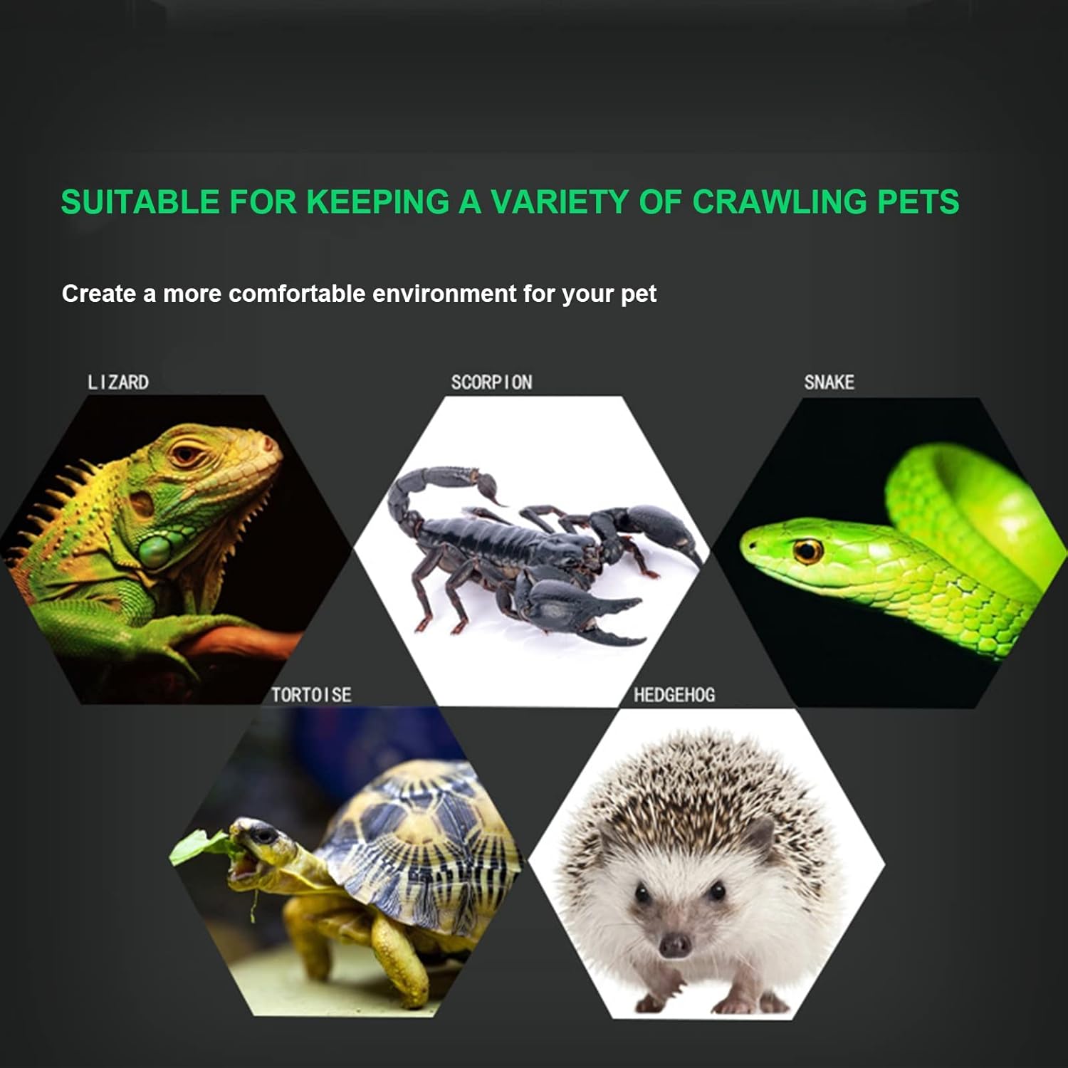 Buy PVC Reptiles Terrarium Panoramic Breeding Living Lizards Turtle