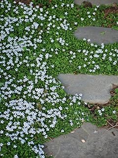 Perennial Farm Marketplace Isotoma fluviatilis (Blue Star Creeper) Groun...