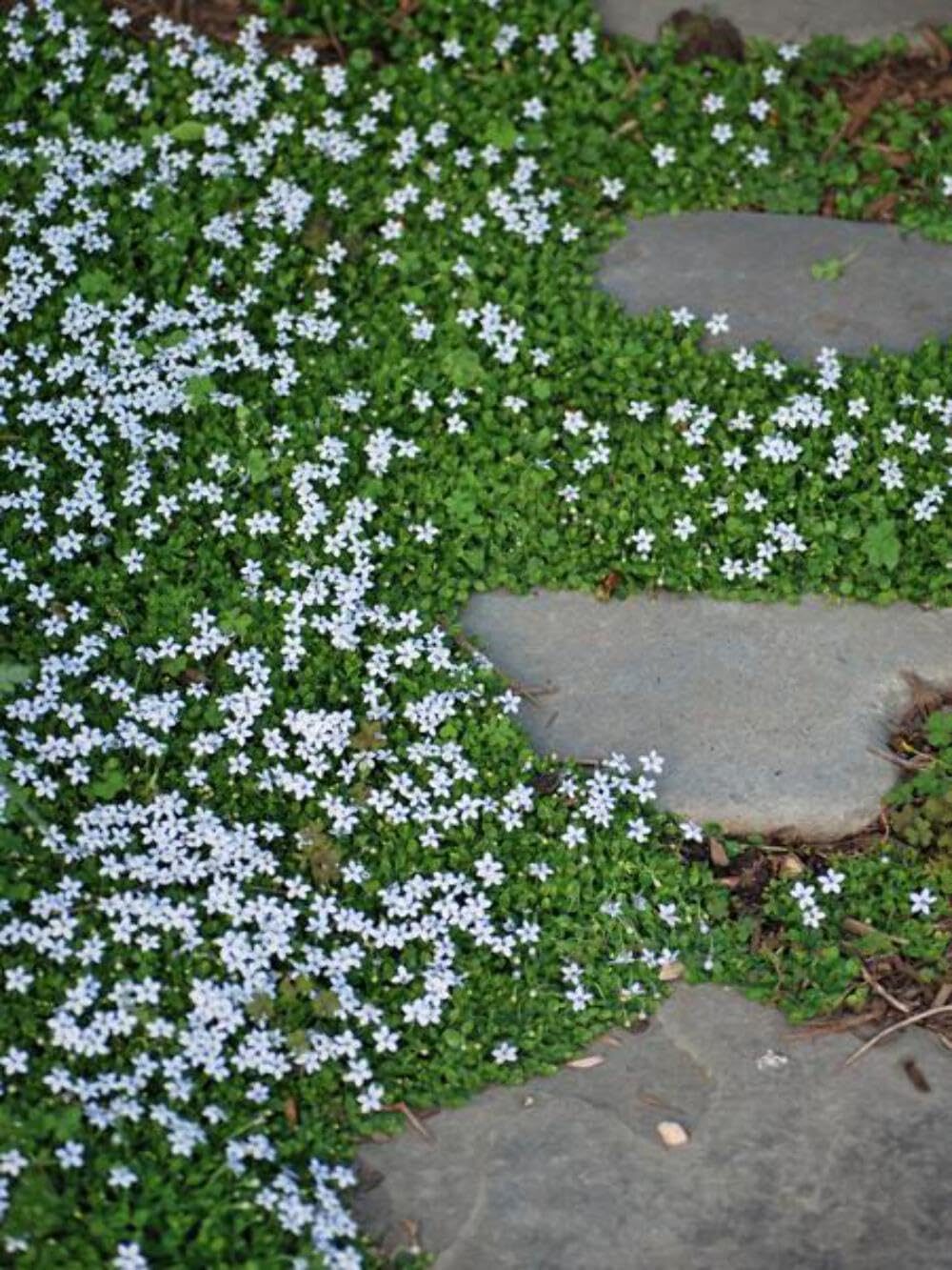 Blue Star Creeper