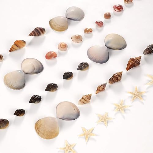 Miniatura 7 de PPCLION 50 piezas de minúsculas y 2000 conchas pequeñas de almejas pequeñas para manualidades en espiral para manualidades, decoración del hogar,