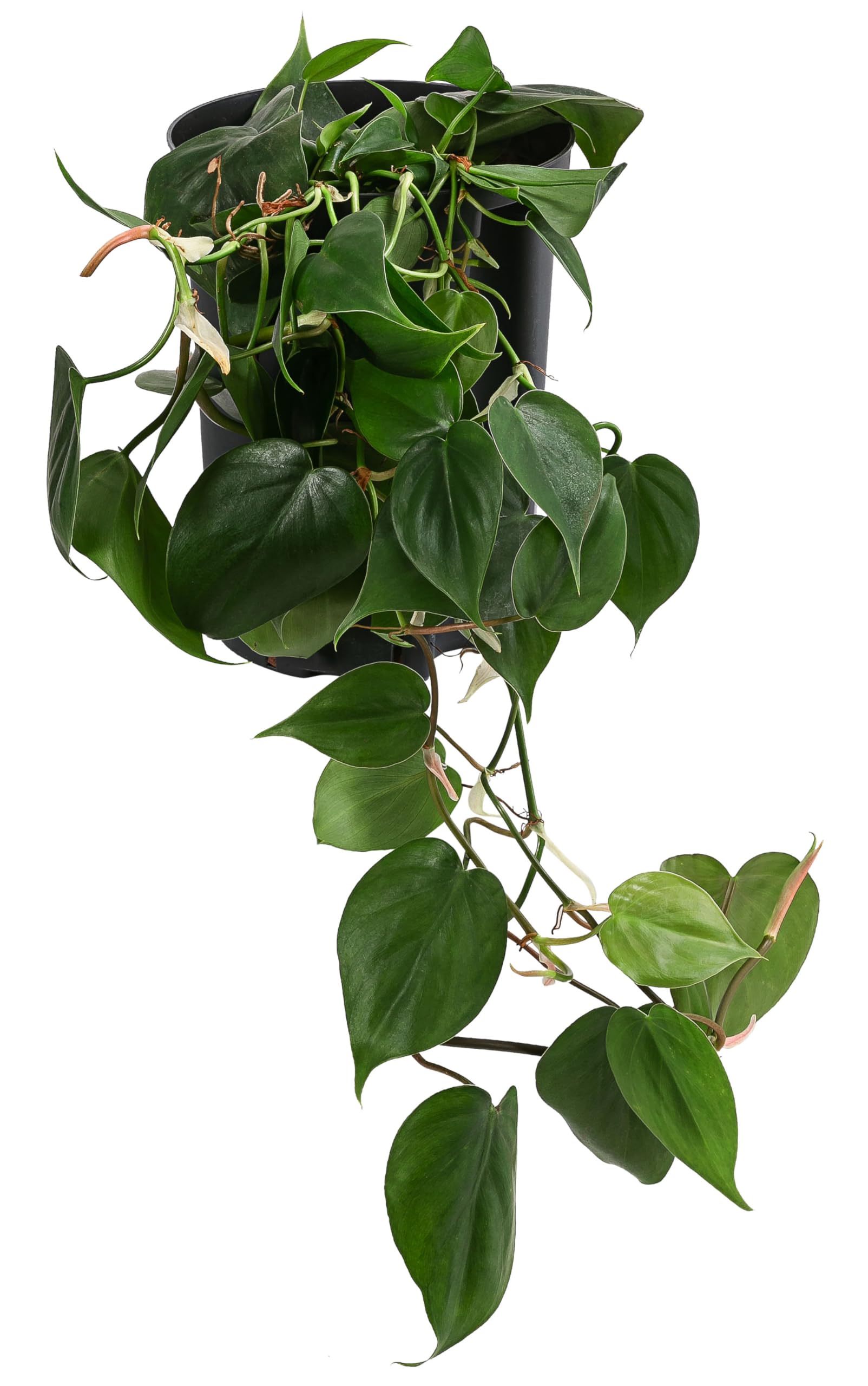 Dehner Baumfreund, Philodendron scandens, in Hydrokultur, 30-40 cm inkl.  Pflanztopf,  Topf 15 cm, Zimmerpflanze : Amazon.de: Garten