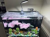 Review Image by Hank Hank