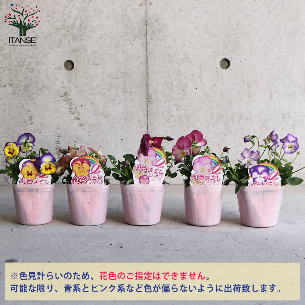 Amazon.co.jp: ITANSE 虹色スミレ3.5号 色ミックス見計らい 6個 