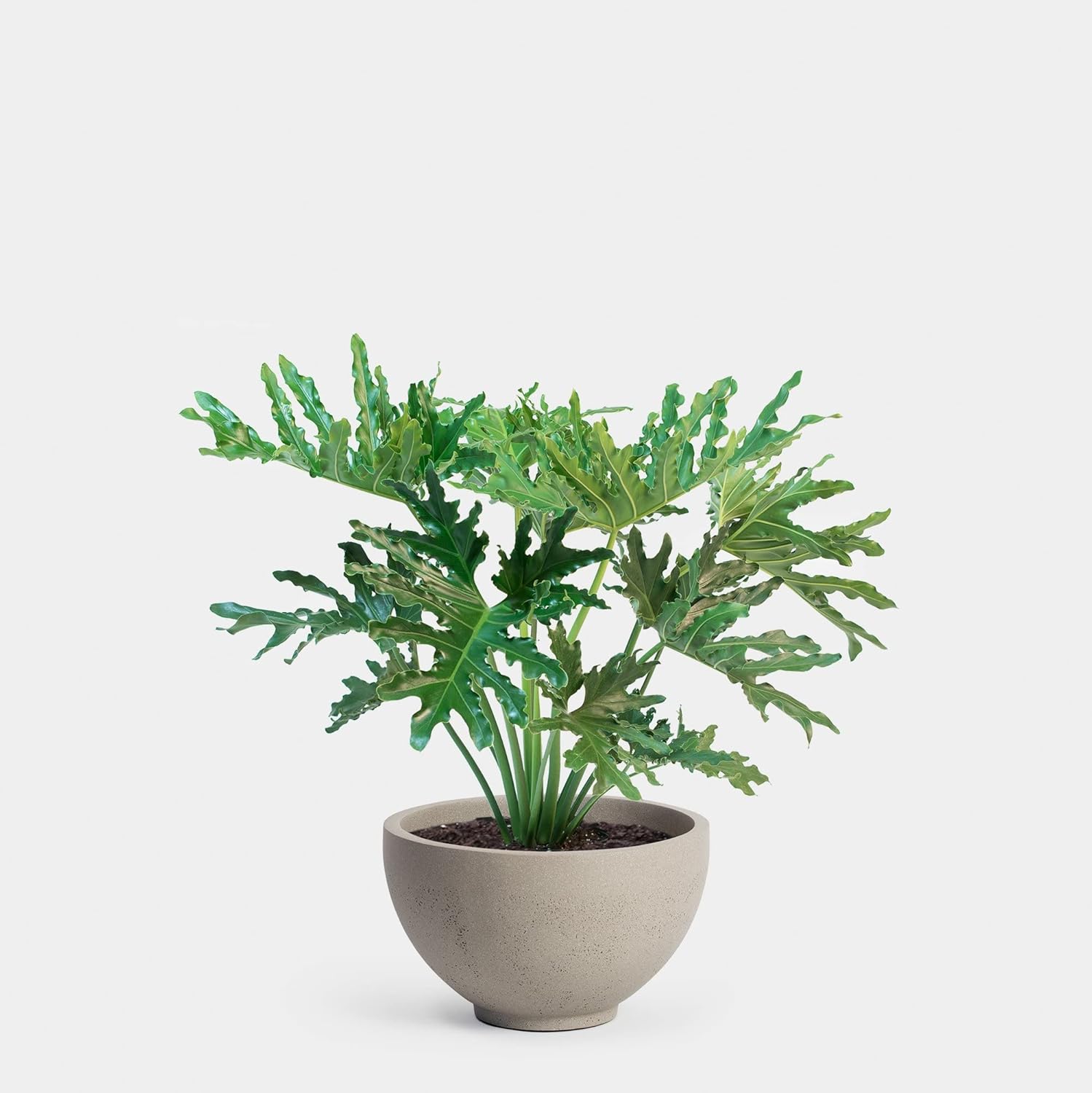 Philodendron Bipinnatifidum 15+ Seeds House Plant Amazon.co.uk Garden