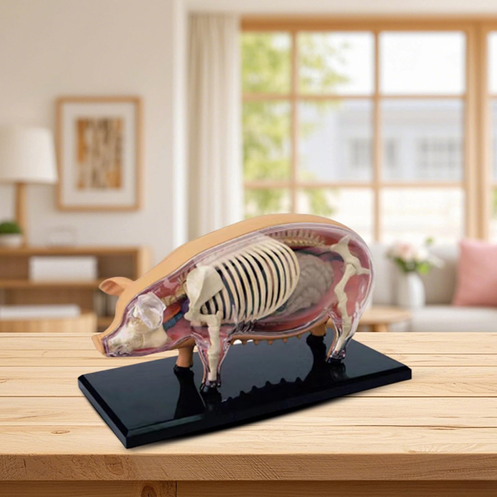Modelos De Anatomía Animal Para Niños Modelo Veterinario De Anatomía | Herramienta Científica Juguete Demostración Biológica Material Educativo para Aulas de Veterinaria y Laboratorio