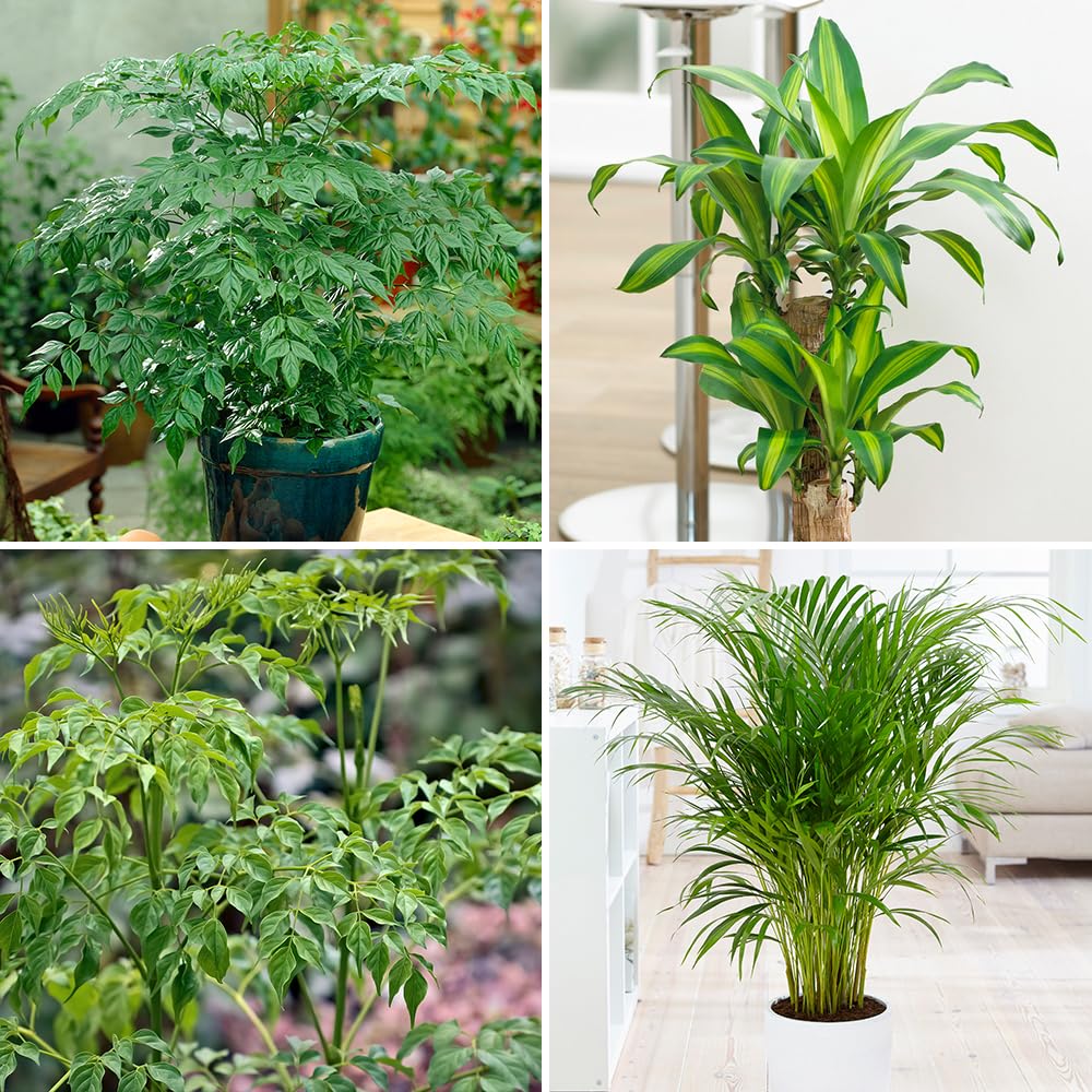 YouGarden Evergreen Indoor House Plant Collection, Set of Four Plant Collection in 12cm Pots, Houseplants in Pots, Plants for Office or Home Décor, Easy Care Plants Low Maintenance