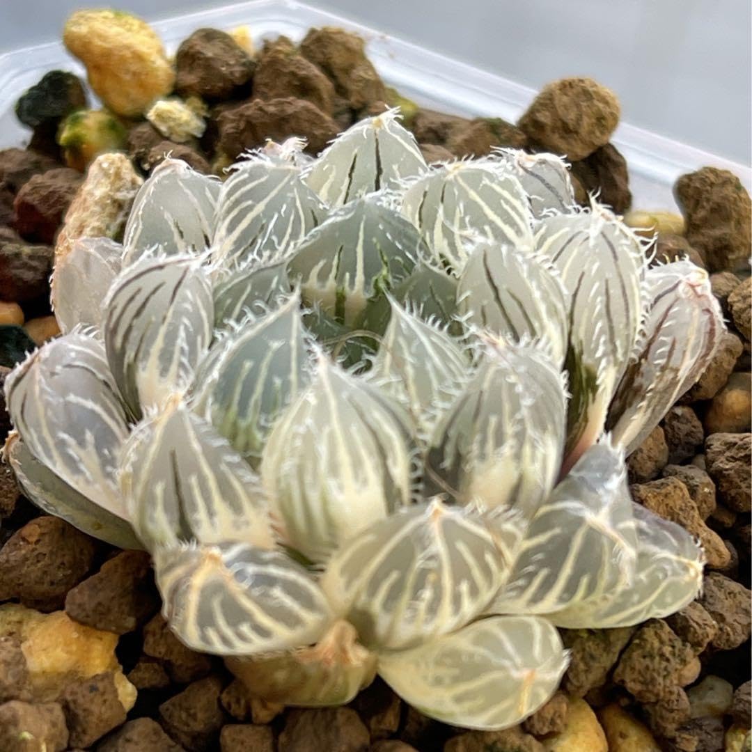 Amazon.co.jp: ハオルチア ハオルシア 多肉植物 秋祭り錦 糊斑 完璧株