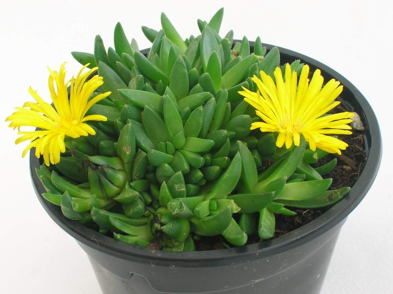 M.D. FARM AND NURSERY| Live sflowering succulent; Delosperma congestum(Star fish) with pot