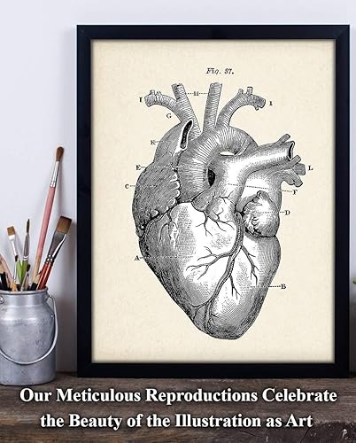 Miniatura 2 de Anatomical Heart - Impresión artística de anatomía sin marco de 11 x 14 pulgadas, póster de anatomía vintage para médicos, enfermeras, estudiantes