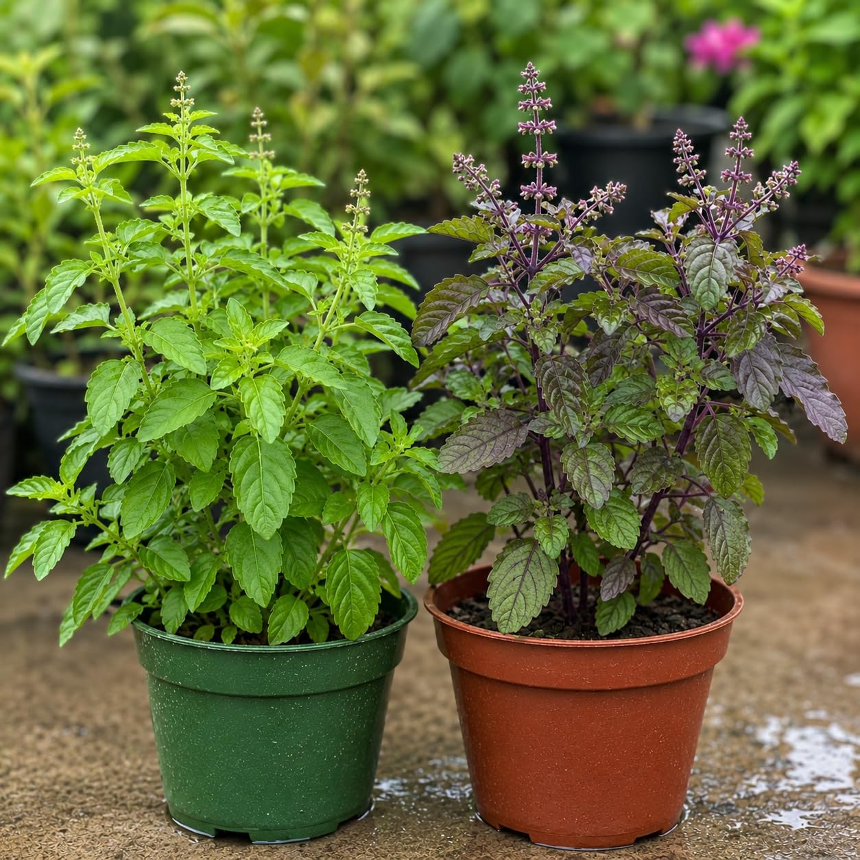 UGAOO Bharat Sacred Tulsi Live Plants Combo Ram & Shyam Tulsi | Set of 2, Easy Care, Herbal Plants, Home & Garden-image-34