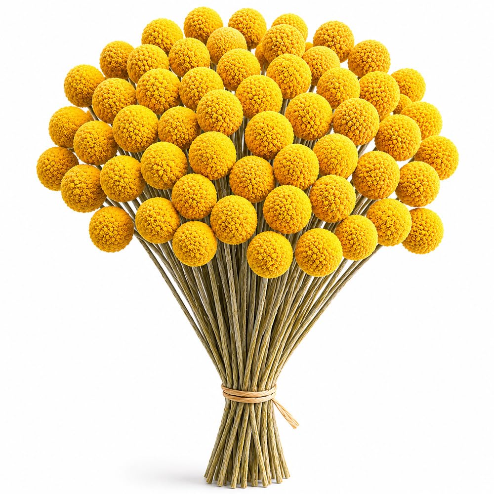 50 Stück Billy Bälle Blumen Getrocknet, Natürliche Craspedia Globosa Getrocknete Blumen Trockenblumen Gelb Billy Bälle für Blumenarrangements Craspedia Globes Decor für Hochzeit, Zuhause (50 Stück)