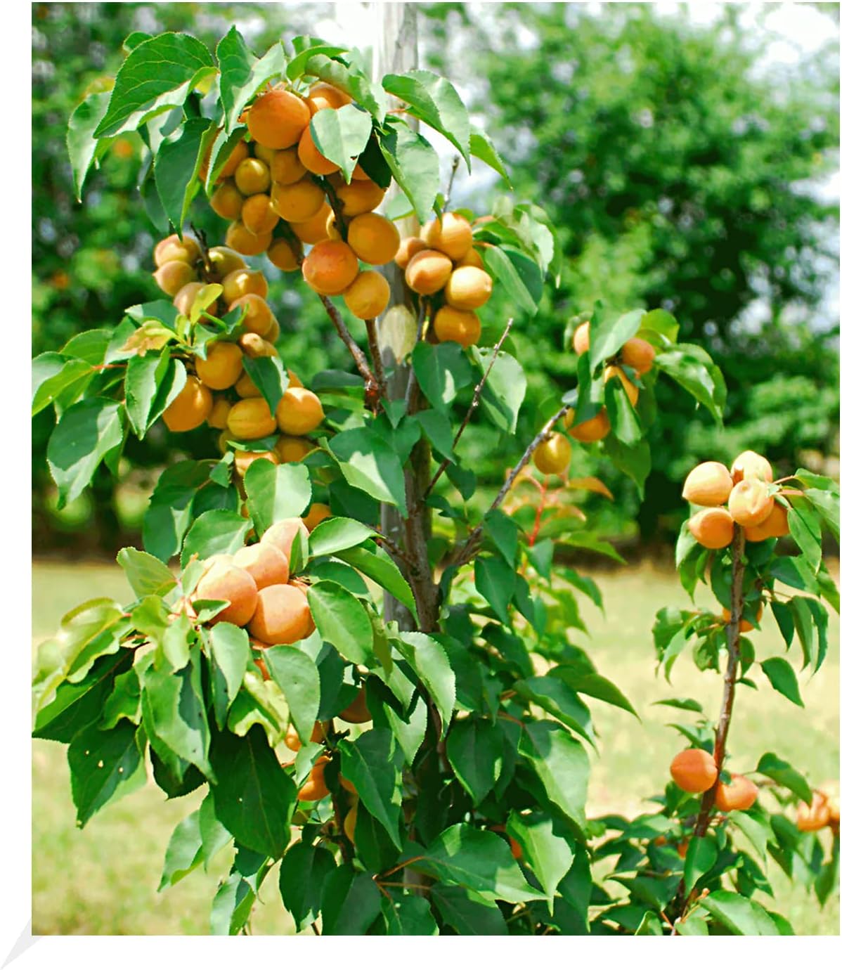 BALDUR Garten SäulenZwetschgen 'Anja®', 1 Pflanze, Pflaumenbaum