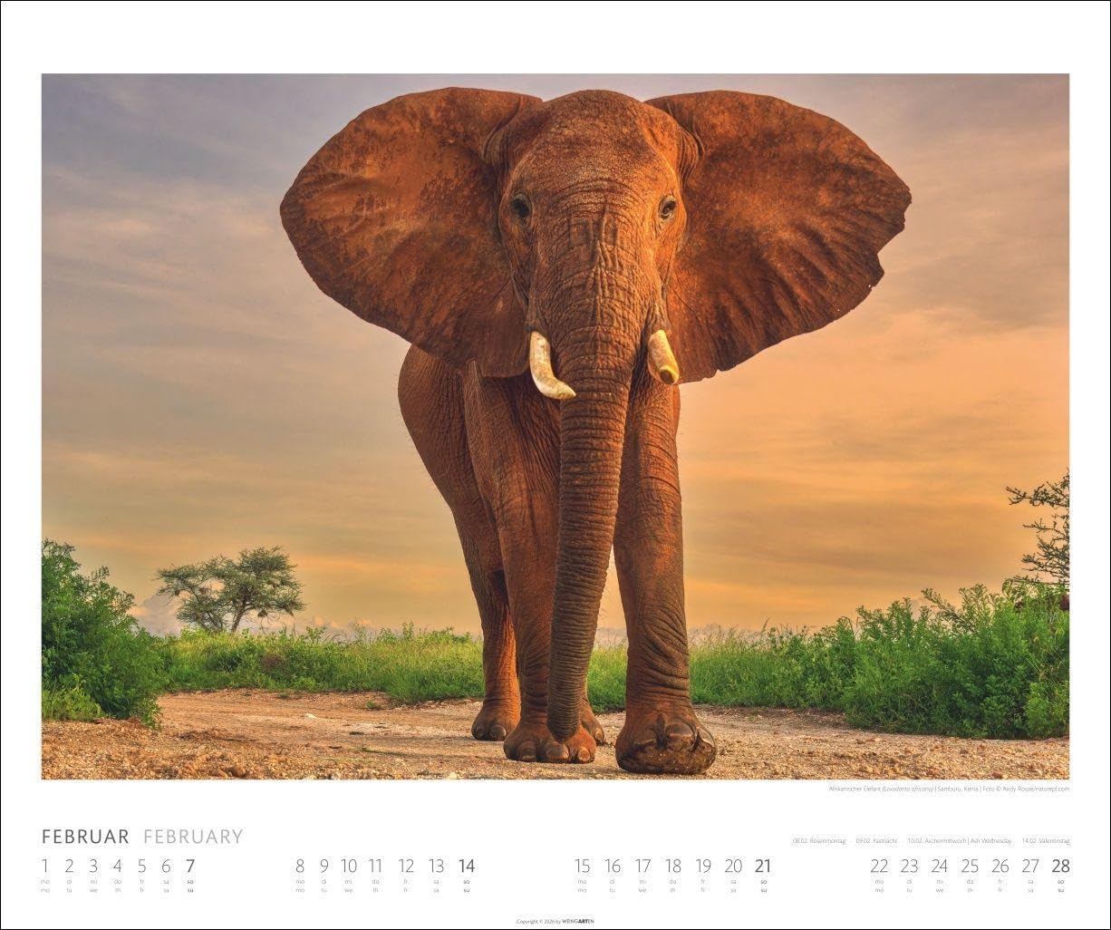 Elefanten Kalender 2027: Die sanften Riesen Afrikas, porträtiert in einem großen Wand-Kalender. Hochwertiger Fotokalender voll beeindruckender Aufnahmen. 55 x 46 cm Querformat