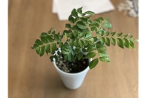 Curry Leaves Tree