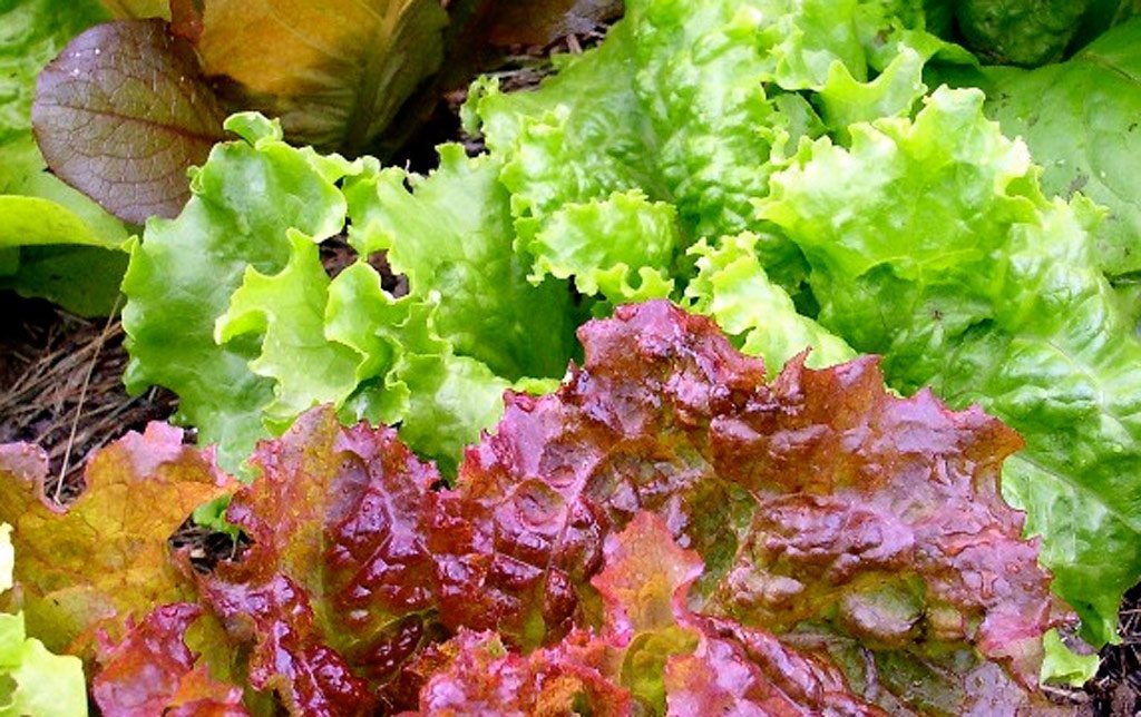 Seedscare India Leafy Lettuce Seeds Combo-Grand Rapids and Lollo Rosso (100seeds Pack) (B01FAMMU2I) Amazon Price History, Amazon Price Tracker